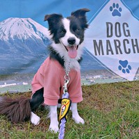 お出かけ中のワンショット！ 笑顔が愛らしいレティちゃん（画像提供：レティ ボーダーコリーさん）