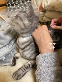 毎日家で皮下点滴している＝ヤマモトさんさん（@Yamamoto_1112_）提供