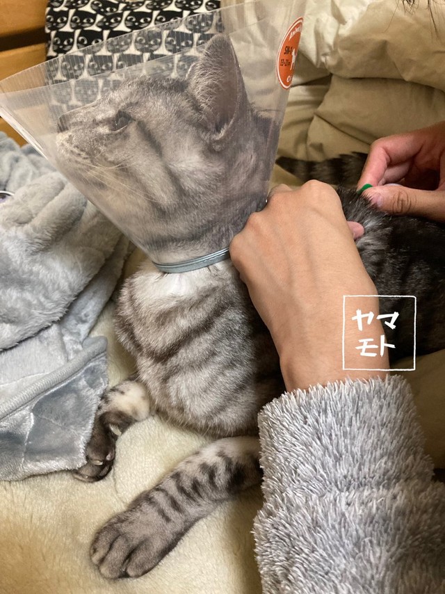 毎日家で皮下点滴している＝ヤマモトさんさん（@Yamamoto_1112_）提供