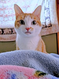 起こされる前に飼い主さんが起床。すると、みやびくんはきょとん顔に（画像提供：ふみさん）