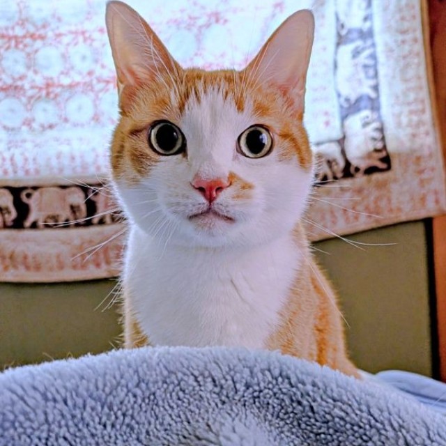 起こされる前に飼い主さんが起床。すると、みやびくんはきょとん顔に（画像提供：ふみさん）