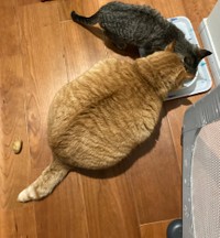 ２匹で仲良く（提供写真）