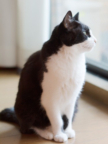 「おなかがすいた……」（小林写函撮影）