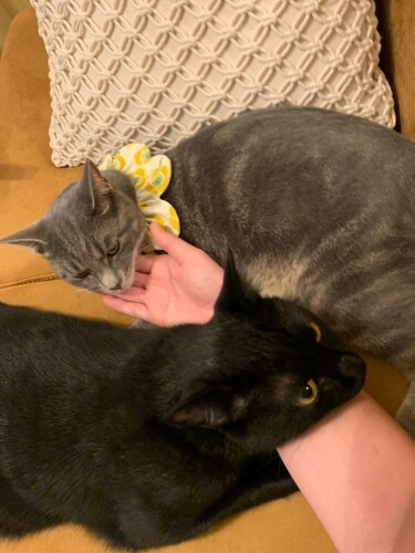 夫婦にとってアルとリズとの触れ合いは至福の時（恵里さん提供）