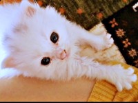 保護当時、生後3週間ほどの小さな子猫だったつくしちゃん（画像提供：あるくきくらげさん）