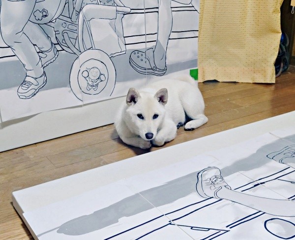 「絵を踏まないで」と言われて体を小さく丸めて様子をうかがう米子ちゃん（画像提供：白柴米子（こめこ）さん）