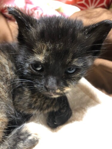 「だあれ？あたしを小悪魔って呼ぶのは」最初に愛情深いアルマ、次に茶トラ、長毛黒、そしてツンなサビが来たのは「いい順番だった」とかかりつけの獣医さんに言われたとか（辻さん提供）