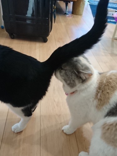 岩海苔のおしりを嗅ぐおこわ