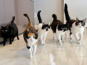 「猫が僕を変えた」　音楽家が５匹の愛猫とのワンルーム暮らしを脱出し家を建てた理由