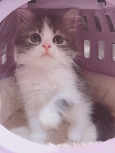 家にきたころの「うゆ」