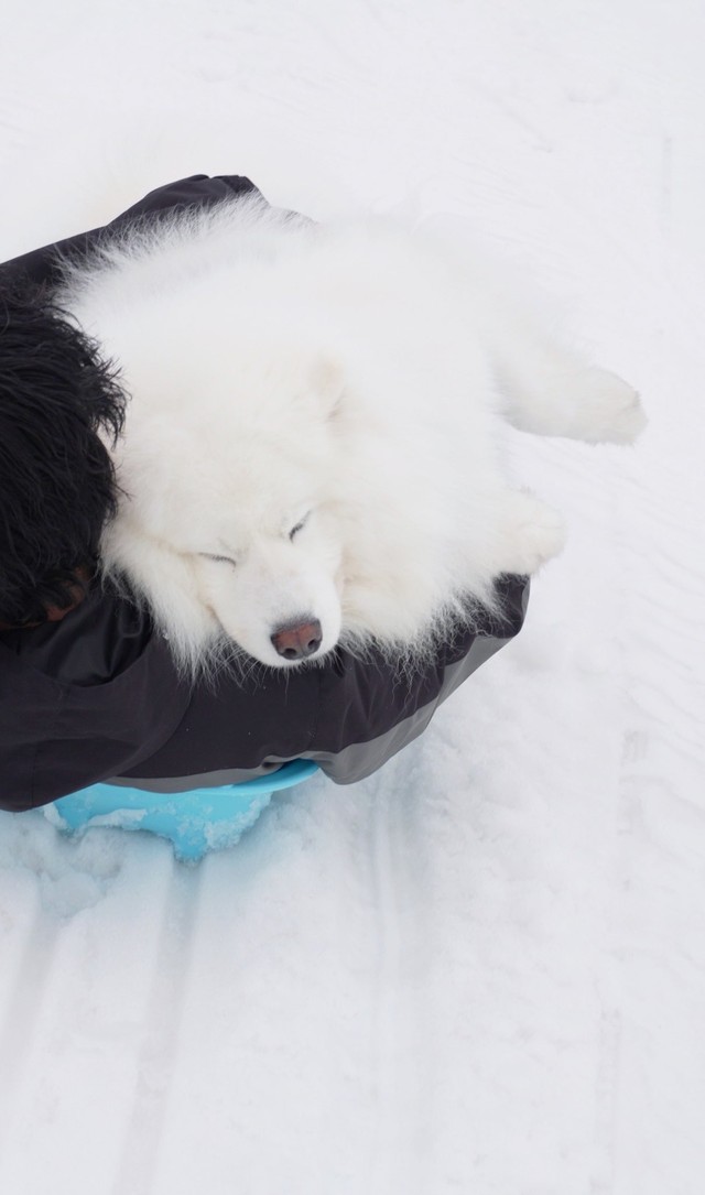 スヤァ…（画像提供：THE DAZS ダッツファミリーCh.さん）