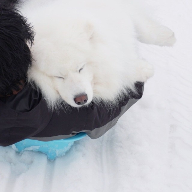 スヤァ…（画像提供：THE DAZS ダッツファミリーCh.さん）