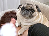 飼い主さんを「寝かしつけ」する横綱ちゃん（画像提供：よこむすびさん）