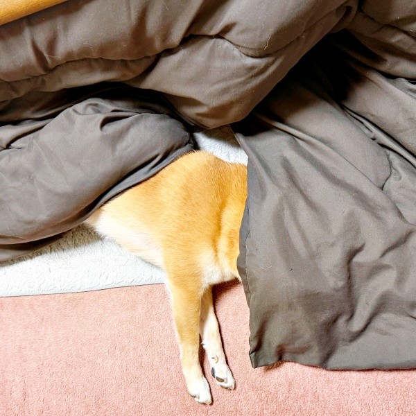 コタツに入ろうとして力尽きたようこちゃん（画像提供：シバシバお豆さん）