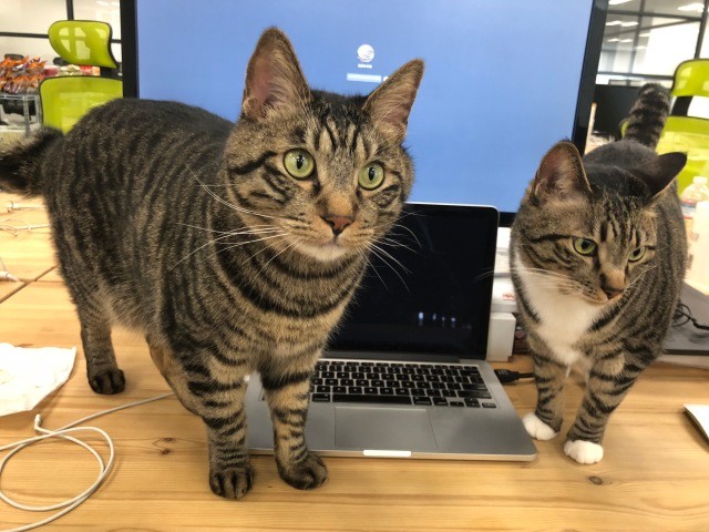 ２匹の自由奔放な猫がいる会社 500坪のフロアでのびのび  犬・猫との 
