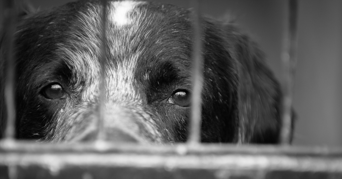 法廷に響き渡る悲痛な犬たちの鳴き声 長野県繁殖業者虐待事件 裁判傍聴記 犬 猫との幸せな暮らしのためのペット情報サイト Sippo