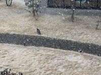 高松市内の様子（8日午後1時30分ごろ）