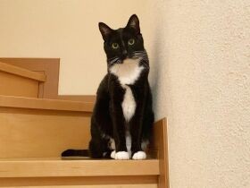大好きなボール遊び、玉拾いは飼い主にやってもらうニャ　ミックス猫「ふく豆」
