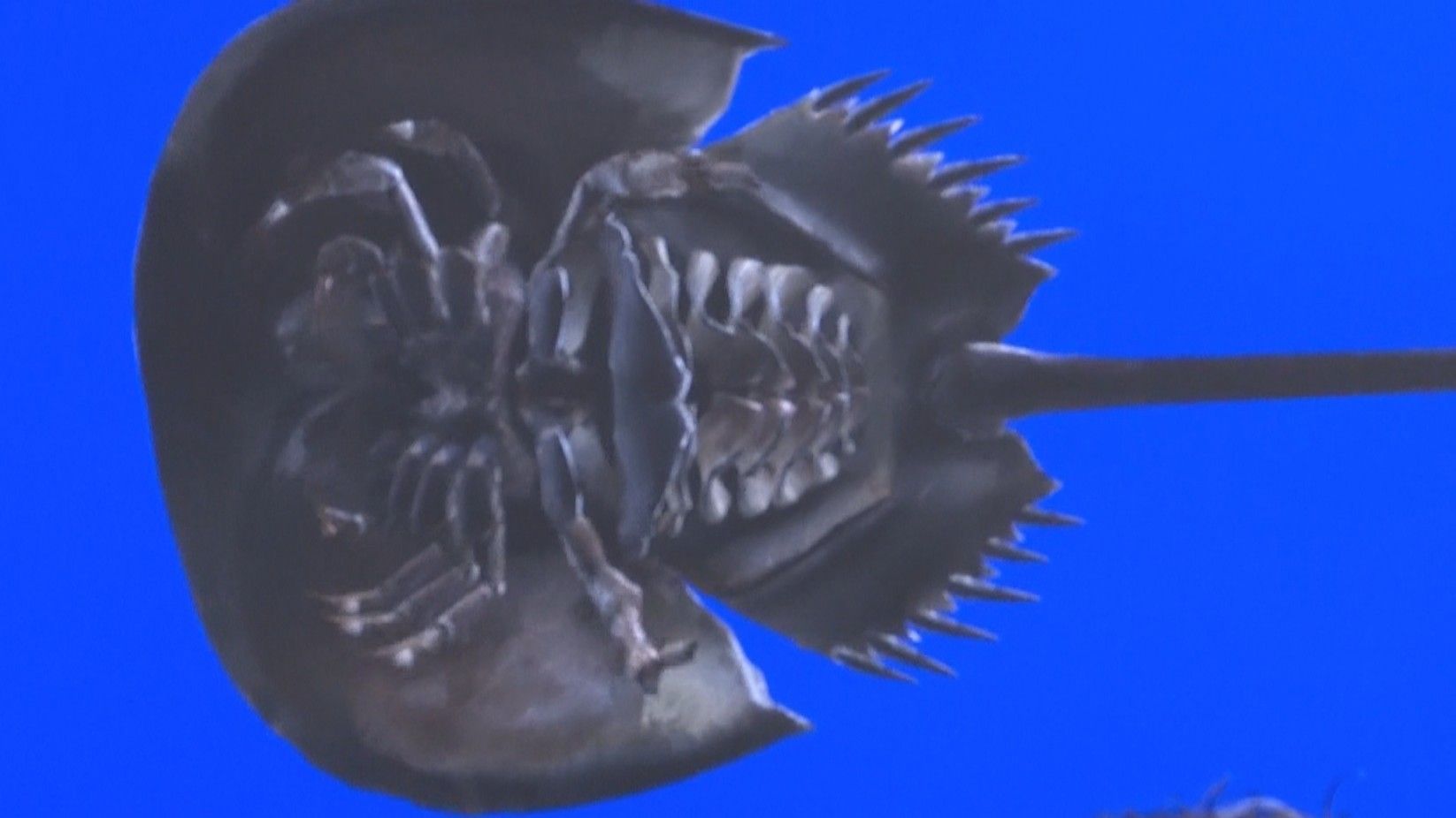 カブトガニをあらゆる角度から観察！企業が3Dデータを笠岡市に寄贈