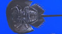 3Dデータのカブトガニ