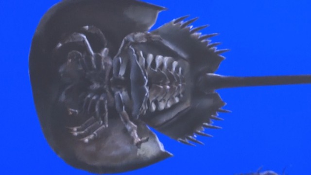 3Dデータのカブトガニ
