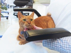 捨て猫たちを13年で83匹保護した美容室　“スタッフ”として活躍中のワケアリ猫も