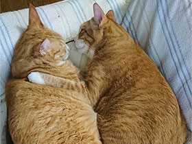 ２０１８仲良しで賞　保護猫の「虎次郎」（左）と「虎太郎」　