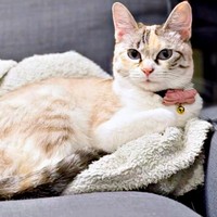 パステル三毛の被毛が愛らしいおくらちゃん（画像提供：soranohiさん）
