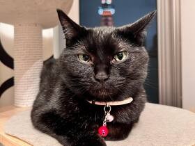 先代猫が夢に　電話で目覚めると「猫を保護した」との知らせ！　雑種猫「みーや」