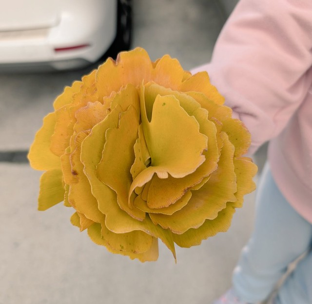 イチョウの葉っぱを集めたその姿は、まるで一輪の花！（提供：トリッシュさん）