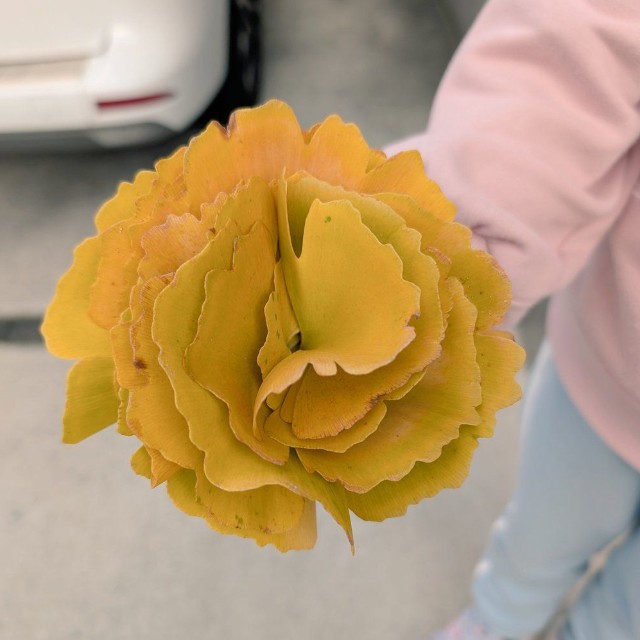 イチョウの葉っぱを集めたその姿は、まるで一輪の花！（提供：トリッシュさん）