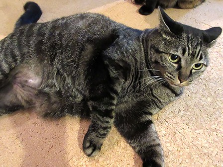 控え目な猫が就寝前だけ「にゃおーん」　「寝ないで」の意味？