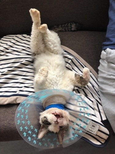 ごろ寝特集、ソファで（ときえさん提供）