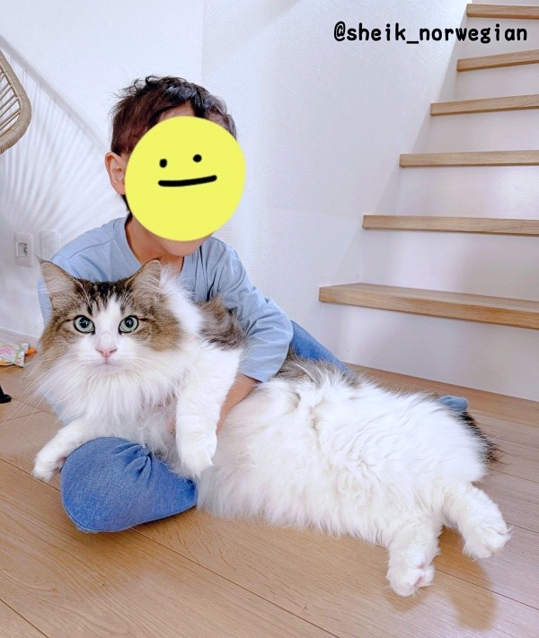 弟と仲良くツーショット♡ 手足を伸ばしてリラックスするシィクくん（画像提供：シィク : 猫アカさん）