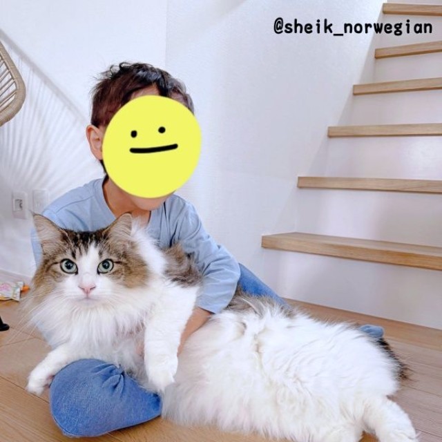 弟と仲良くツーショット♡ 手足を伸ばしてリラックスするシィクくん（画像提供：シィク : 猫アカさん）