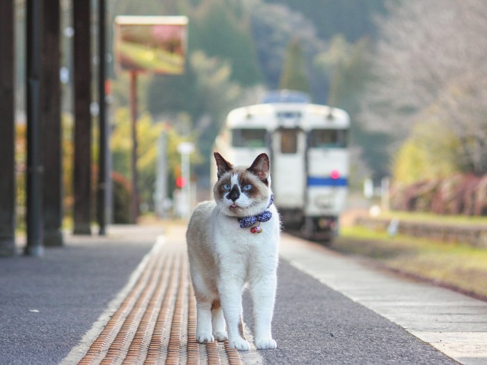在来線を見送り、ホームに佇む