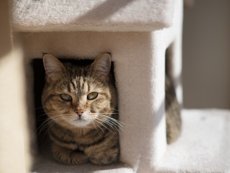 「天蓋付きのベッドよ。似合うでしょ」（小林写函撮影）