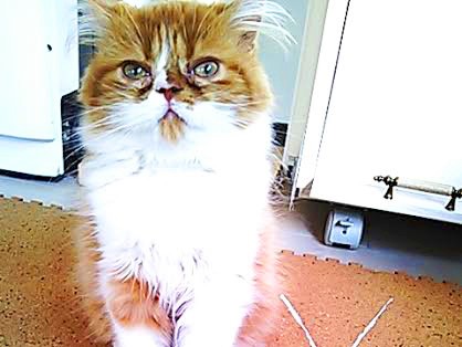 迫り来るミーちゃん、逃げ惑う少女