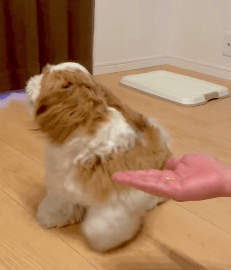 イヤイヤするぽこ