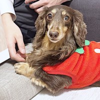 飼い主さんの友人に寄り添って座るびびちゃん飼い主さんに寄り添って座るびびちゃん（画像提供：びびさん）