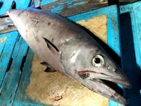 絶品だけど食べたらお尻から…バラムツ