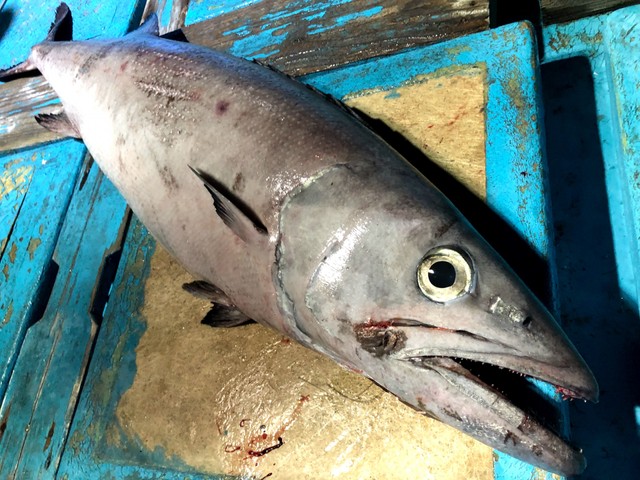 絶品だけど食べたらお尻から…バラムツ