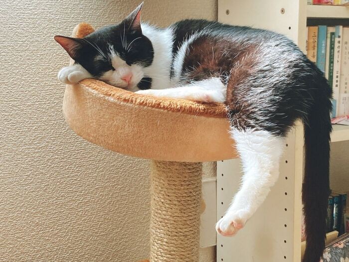 糸ちゃんも、優しい同居人にほれていることでしょう。ずっと幸せにね（なみさん提供）