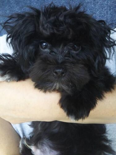 家にきたころの「ラッキー」