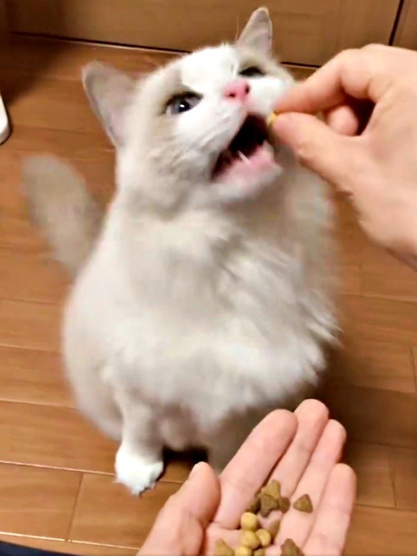 フードを1粒もらうことらちゃん（画像提供：ことら モフドールさん）