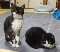 奥様が保護したメイちゃん（左）とチビちゃん（右）（提供：パティスリーミネット）