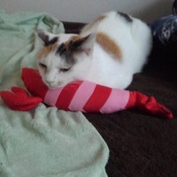 蹴りぐるみだが、あご枕に