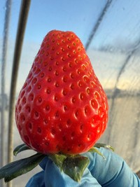 一般的な形のいちご