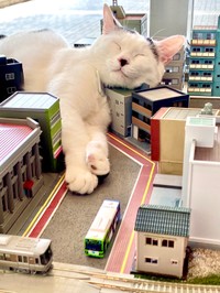 ビルを枕代わりにするりく（岡村さん提供）