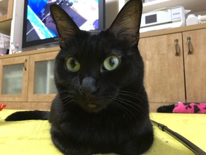 金色の丸い目がチャームポイント